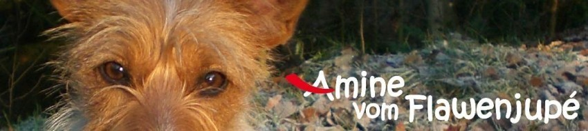 Aminelinkbanner